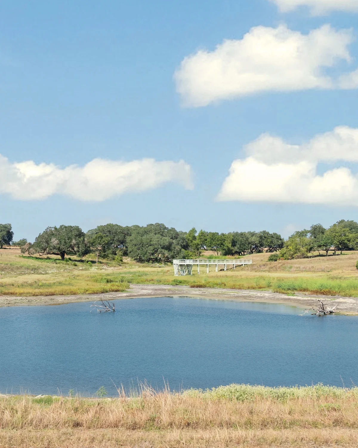 A blue wetland pond at Walker Branch under a blue sky with white clouds, ringed by a dry tan bank, with two bare grey branches standing in the water and a white viewing platform in the midground beyond grasses and a tree line.