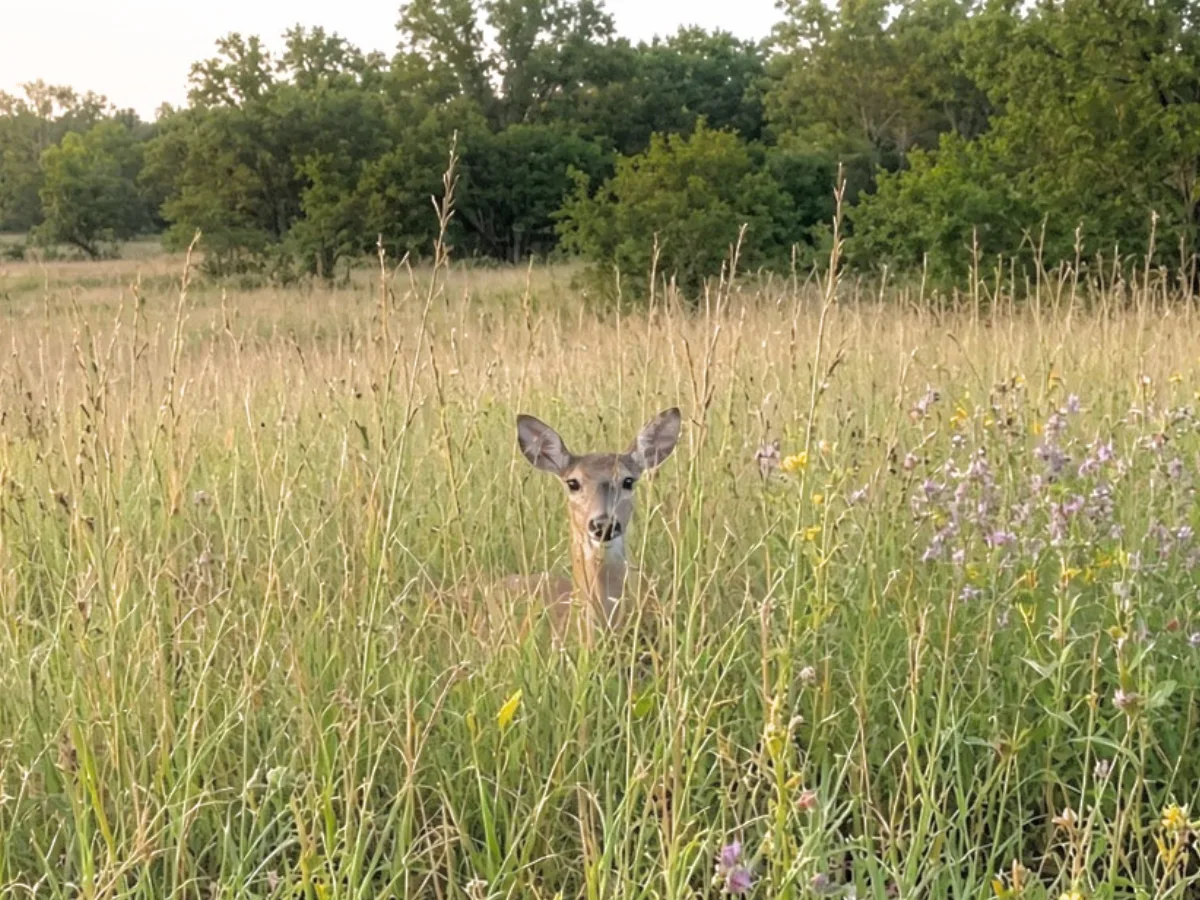 A white-tailed doe looking out from tall native grasses and purple and yellow wildflowers, treeline behind her at sunset.