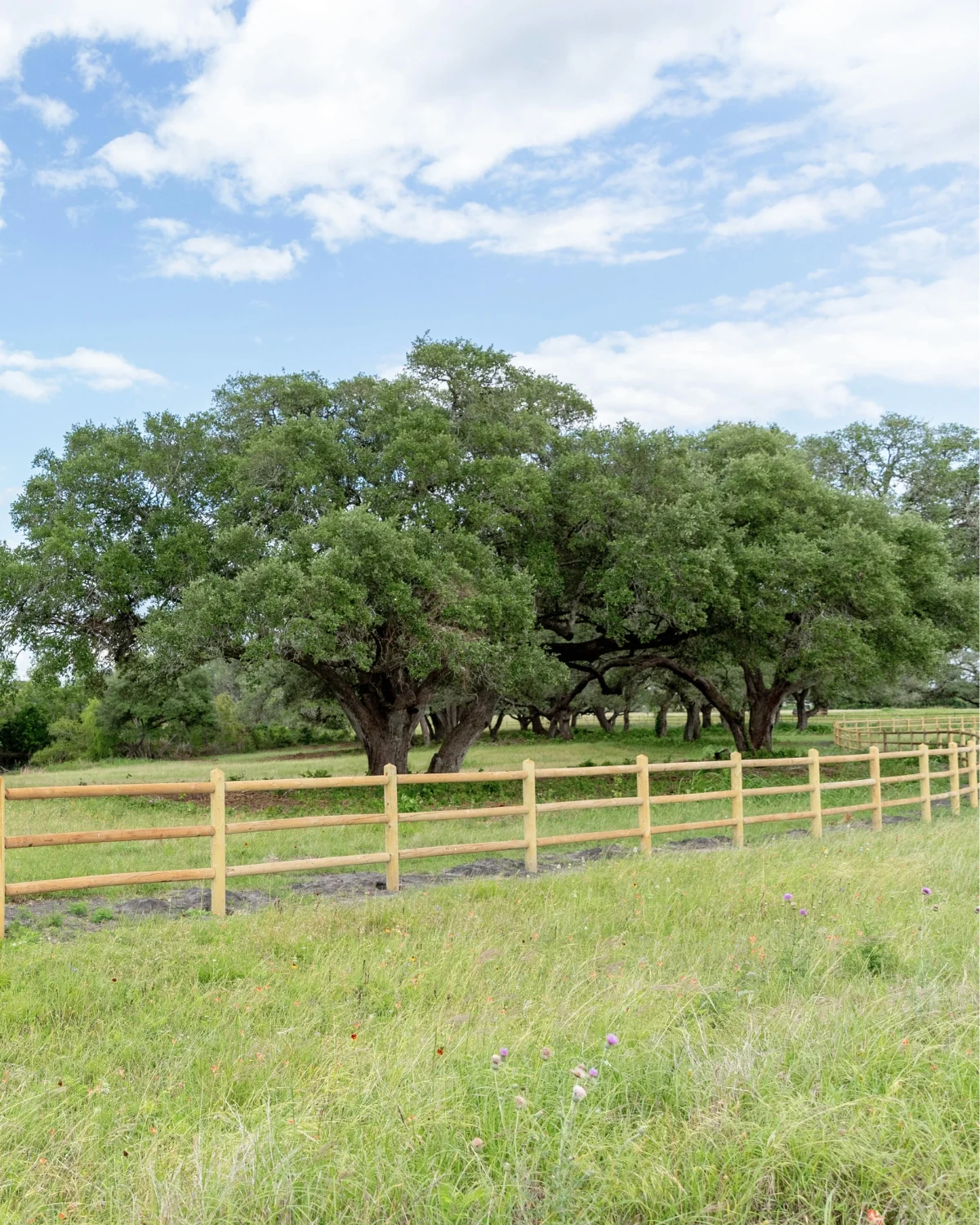 A newly built light-tan wooden perimeter fence with three rails curving across a sunlit Walker Branch pasture of tall green grass and scattered wildflowers, backed by a grove of large mature trees under a clear blue sky with white clouds.