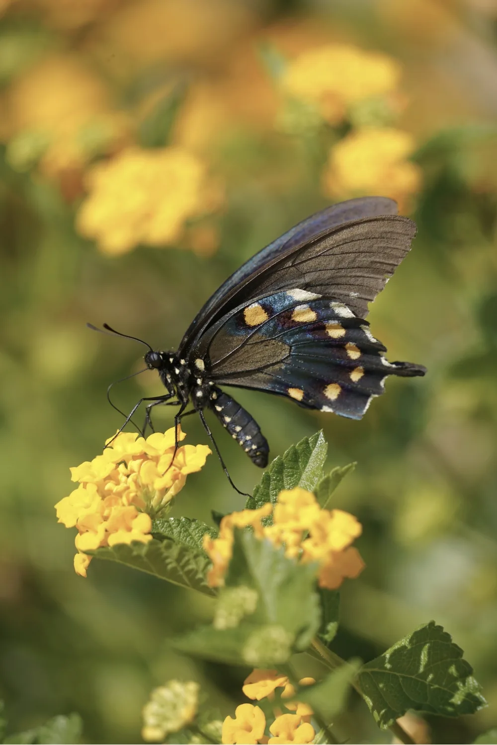 A pipevine swallowtail butterfly, wings dark blue and spotted with orange, feeding on yellow lantana blooms.