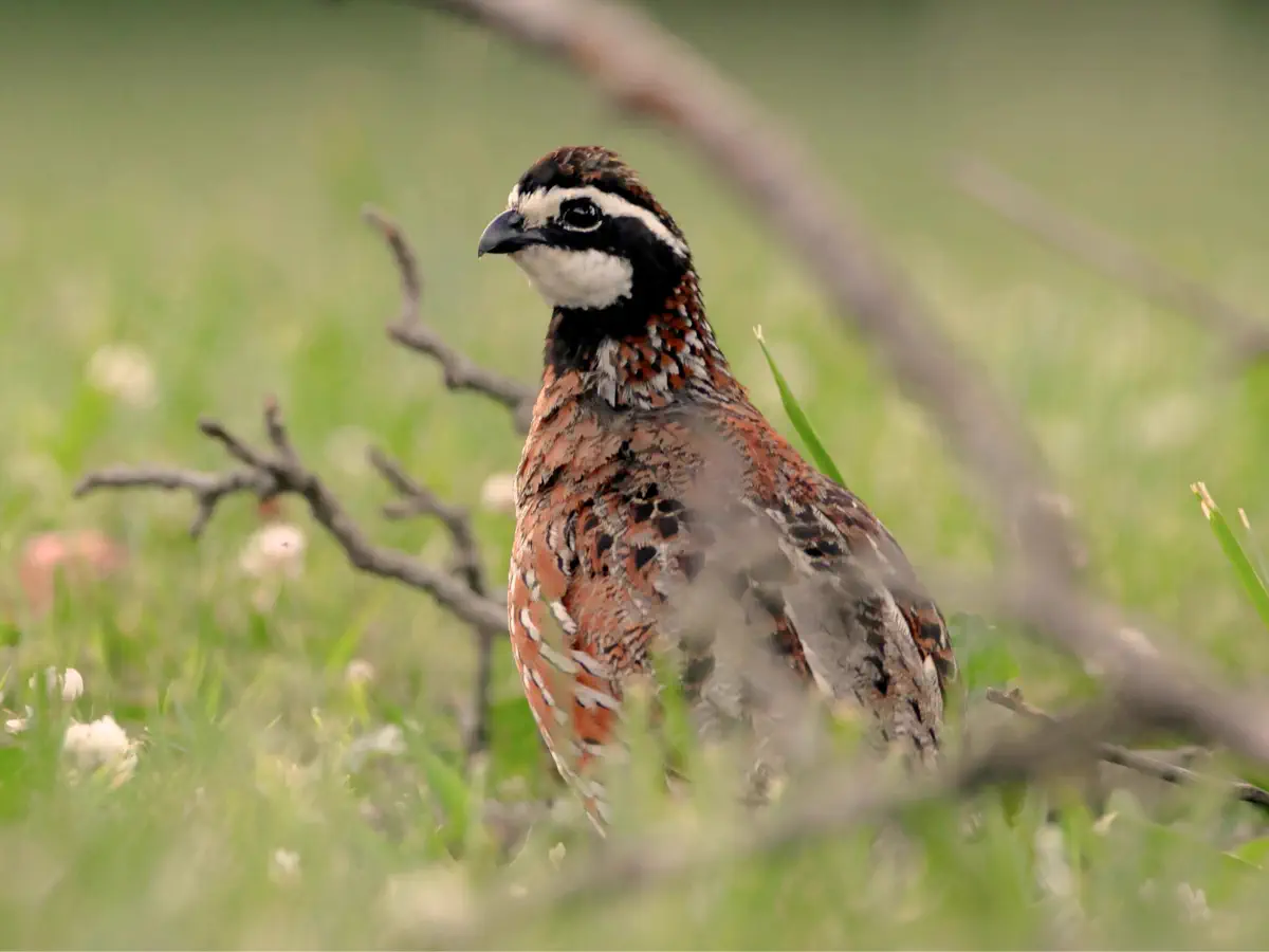 A northern bobwhite quail with a chestnut-brown body and bold white face stripe, standing among green grass and white clover with thin branches in the foreground.
