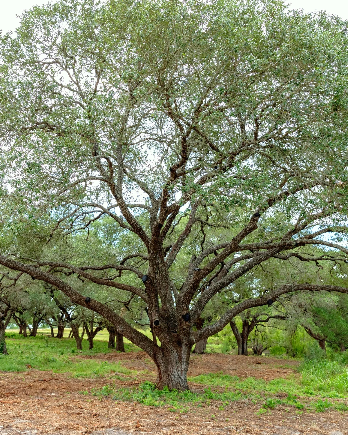 A large mature live oak with a thick trunk and wide-spreading gnarled branches at Walker Branch, standing on a bed of brown mulch and green grass among other oaks in the grove.