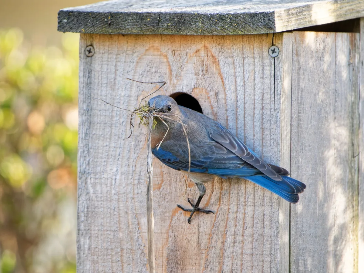 An eastern bluebird perched at the entrance of a wooden nesting box with nesting material in its beak.