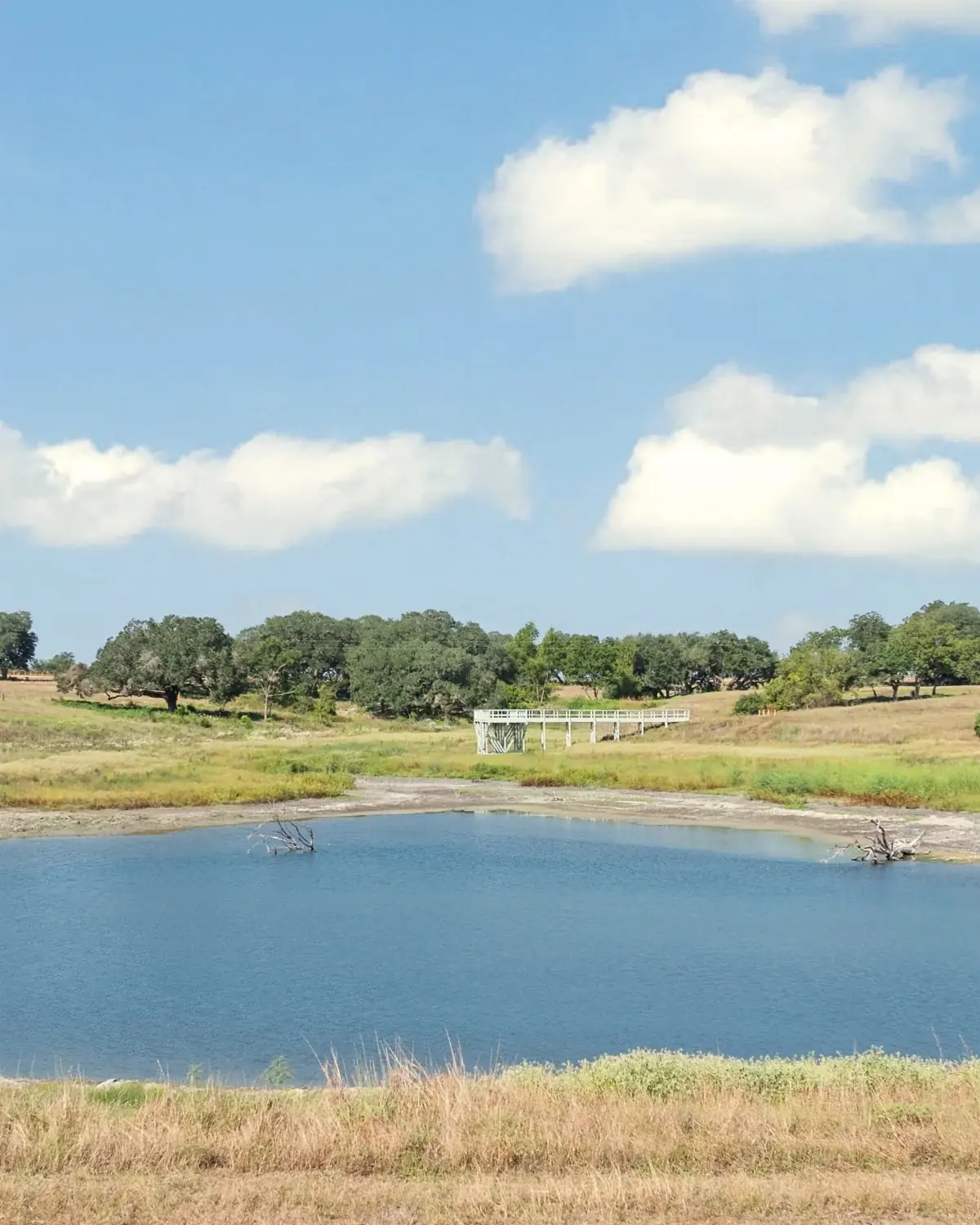 A blue wetland pond at Walker Branch under a blue sky with white clouds, ringed by a dry tan bank, with two bare grey branches standing in the water and a white viewing platform in the midground beyond grasses and a tree line.
