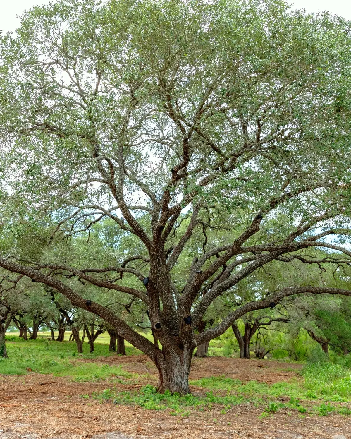 A large mature live oak with a thick trunk and wide-spreading gnarled branches at Walker Branch, standing on a bed of brown mulch and green grass among other oaks in the grove.