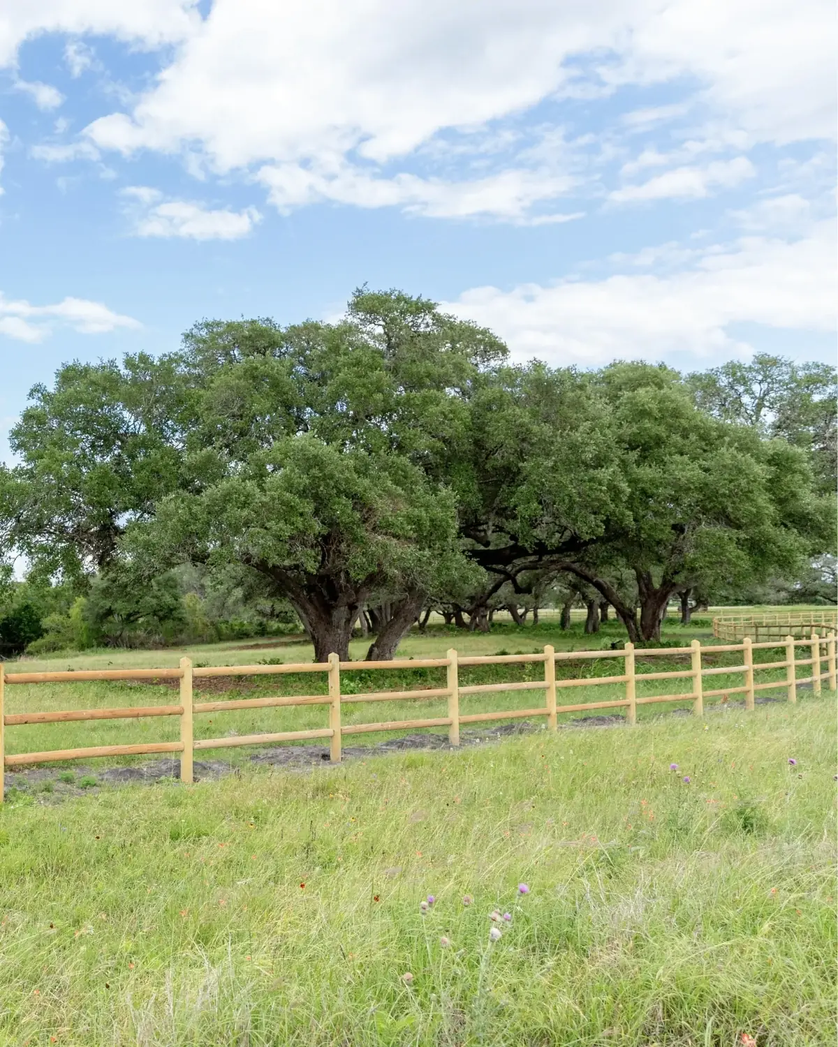A newly built light-tan wooden perimeter fence with three rails curving across a sunlit Walker Branch pasture of tall green grass and scattered wildflowers, backed by a grove of large mature trees under a clear blue sky with white clouds.