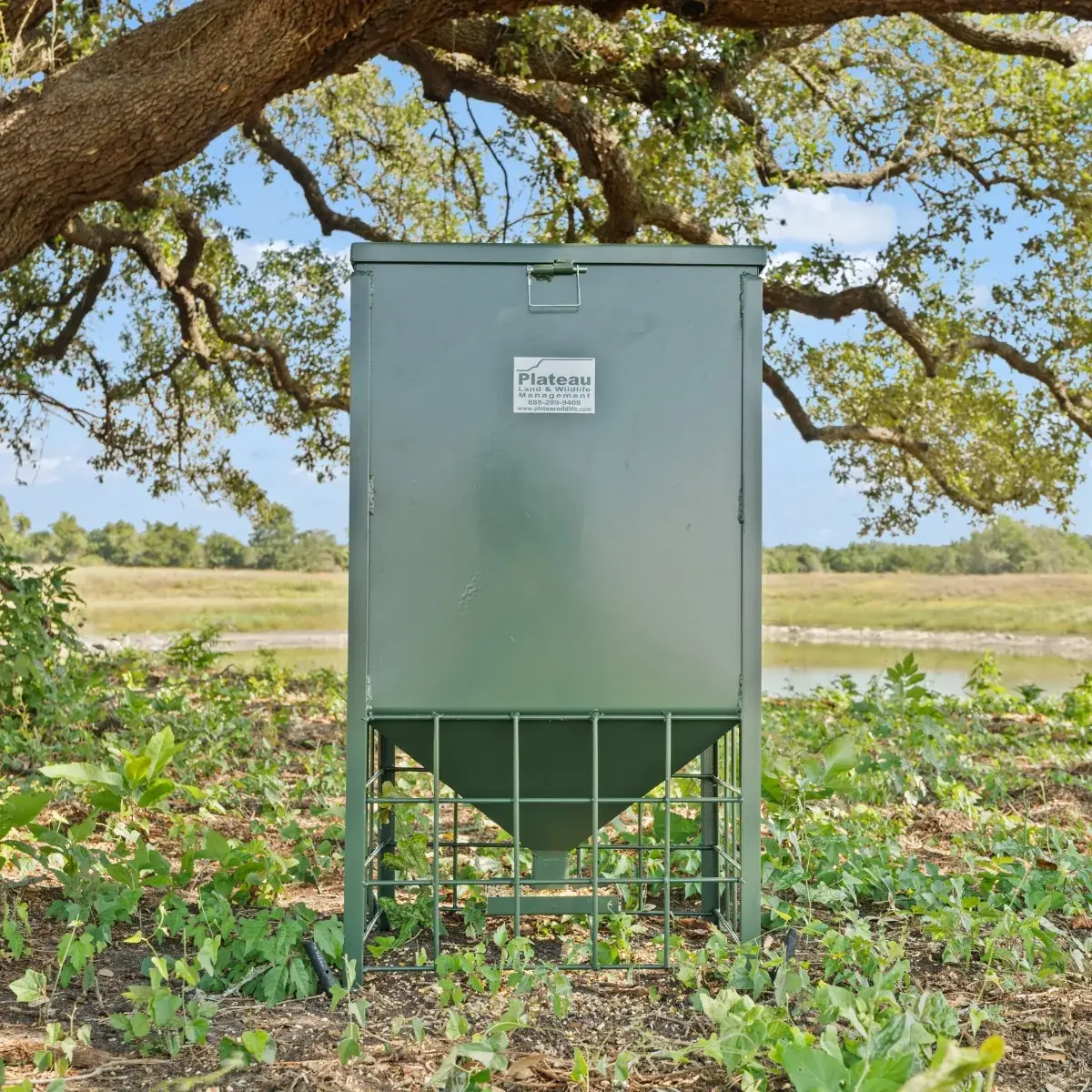 A green ground feeder standing under a live oak at Walker Branch, prairie and pond behind it.