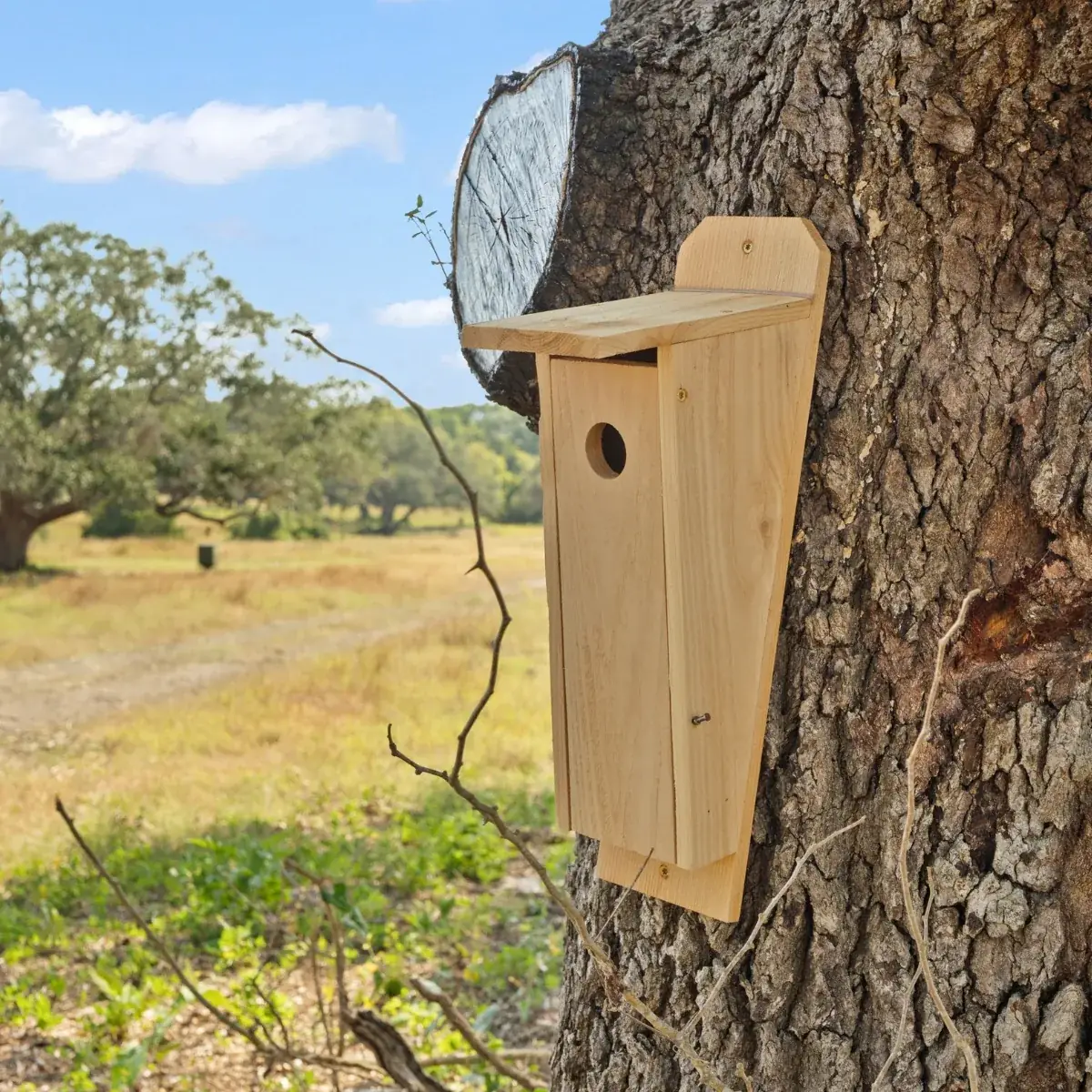 A cedar songbird nesting box mounted on an oak trunk, open pasture beyond.